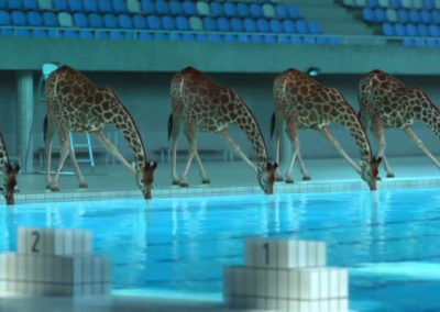 animaux_5m80.jpg