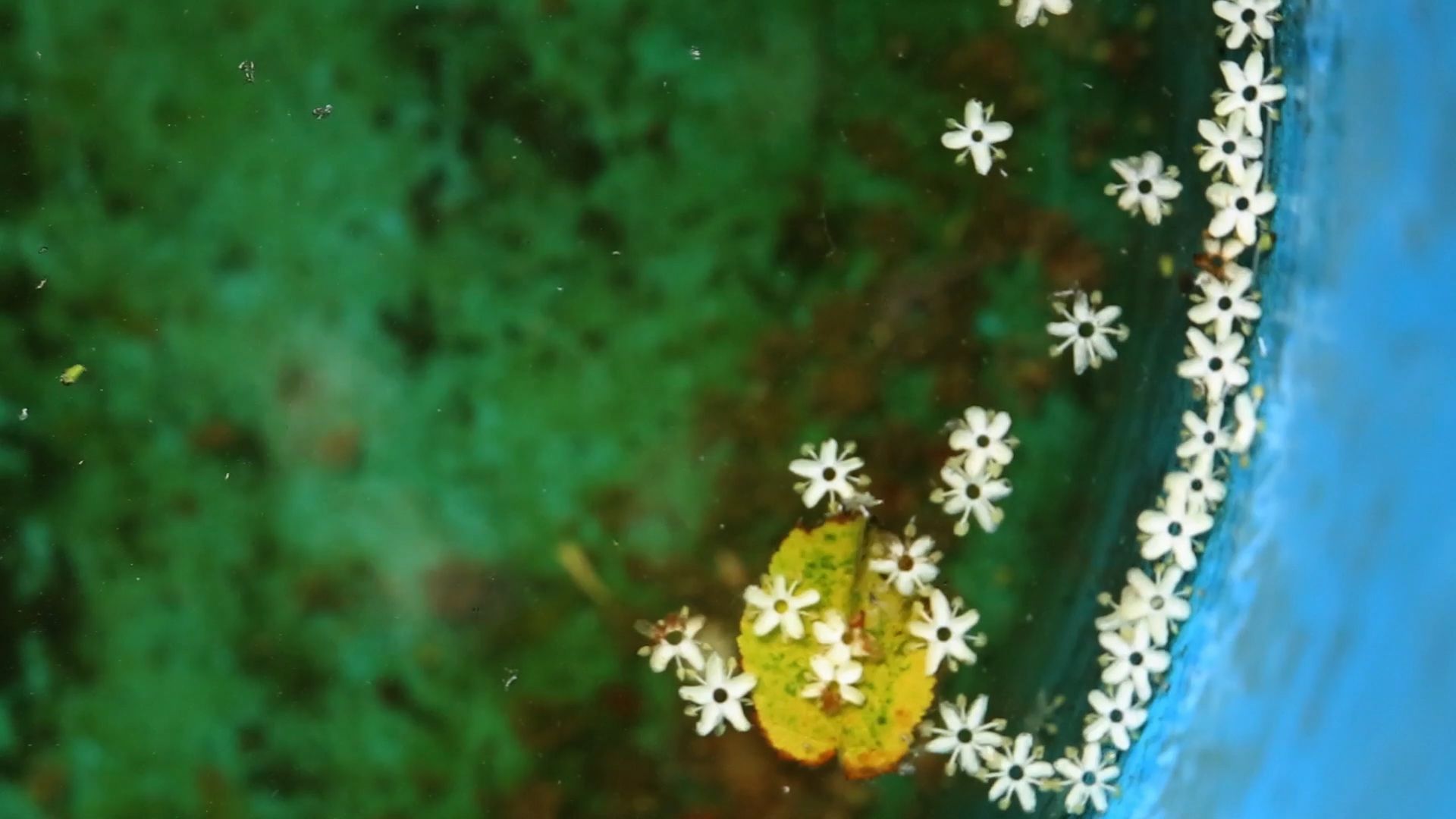Irradiés Festival Résistances Rithy Panh cinéma militant documentaire génocide Foix Ariège 2021 25e édition séance spéciale Cambodge Hiroshima Seconde Guerre Mondiale